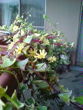 mobphoto