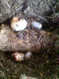 mobphoto