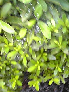 mobphoto