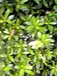 mobphoto