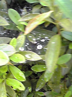 mobphoto