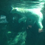 IMG_9516.jpg